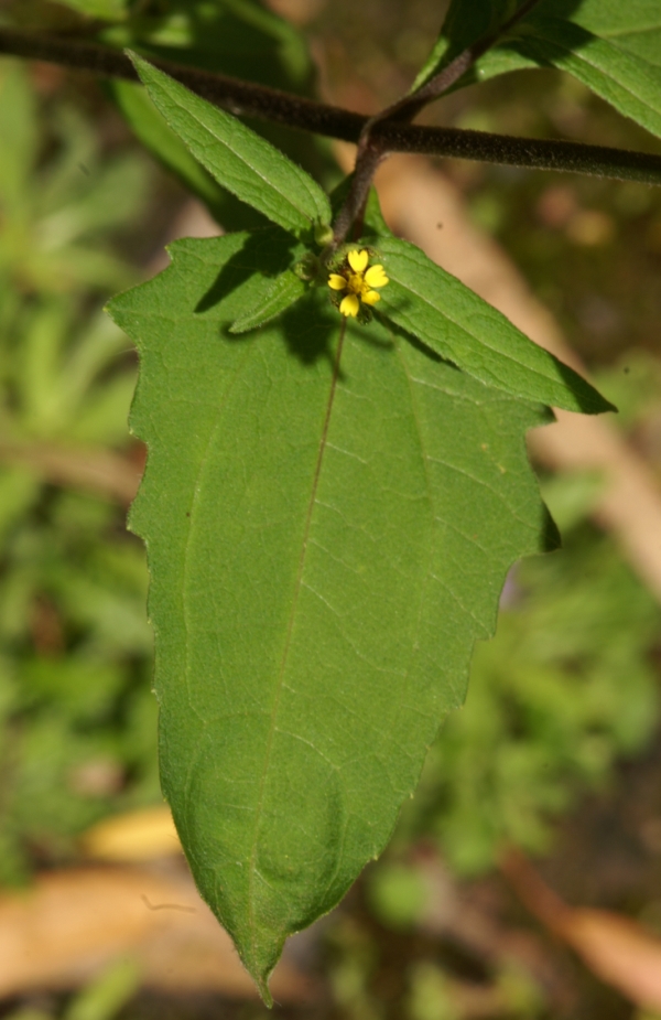 Sigesbeckia orientalis